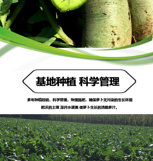 濰縣青蘿卜 孕期健康小幫手，新鮮脆甜的營養選擇